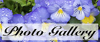 Click to visit my Photo Gallery Click to visit my Photo Gallery