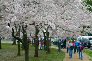 Washington's Cherry Blossoms in April