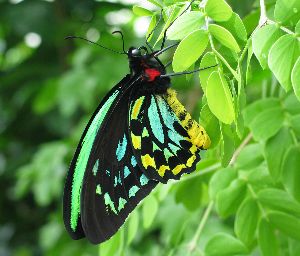 Butterfly Conservatory (21k image)