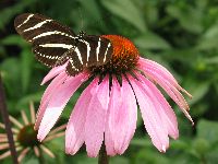 Butterfly at the Hershey Rose Garden's Butterfly House (10k image)