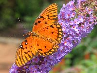 Butterfly at the Hershey Rose Garden's Butterfly House (11k image)