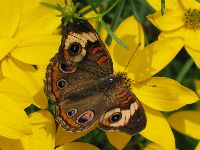 Butterfly at the Hershey Rose Garden's Butterfly House (10k image)