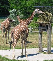 Giraffes at the Cape May County Zoo (15k image)