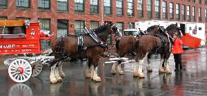 Clydesdale Horses from Hallamore (17k image)